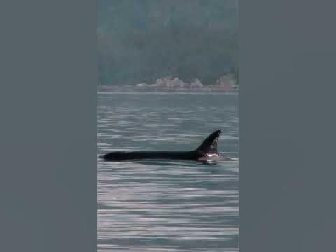 Do orcas eat dolphins #shorts - YouTube