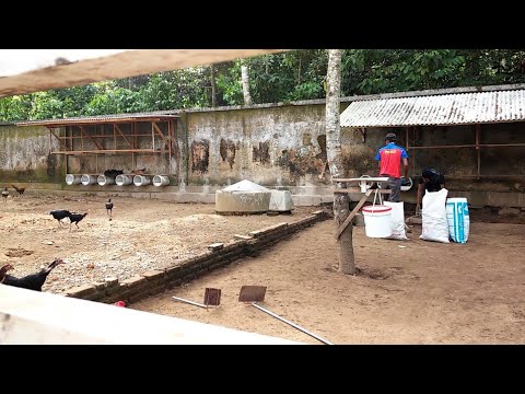  Membersihkan  Litter Kandang  Ayam  Kampung YouTube