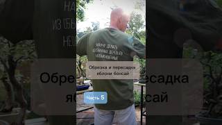 Обрезка и пересадка яблони бонсай. Часть 5