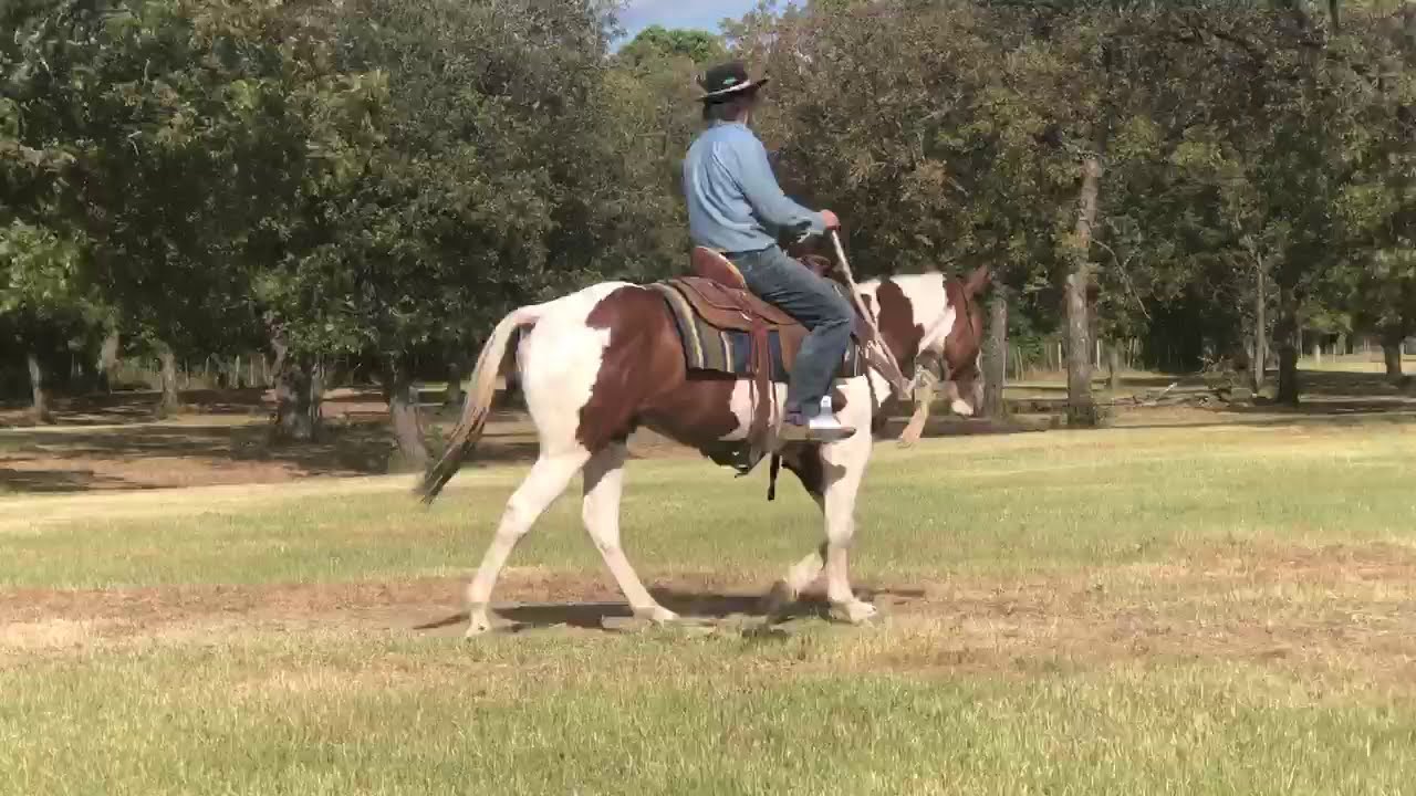 2018 Paint Colt For Sale YouTube