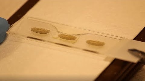 Golgi‐Cox Staining of Neuronal Dendrites and Dendritic Spines with FD Rapid GolgiStain™ Kit