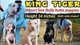 Pak Imp. copper + King sheru line | Import line bully kutta puppies for sale | Pakistani bully