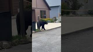 Bear Stands by Car's Open Door