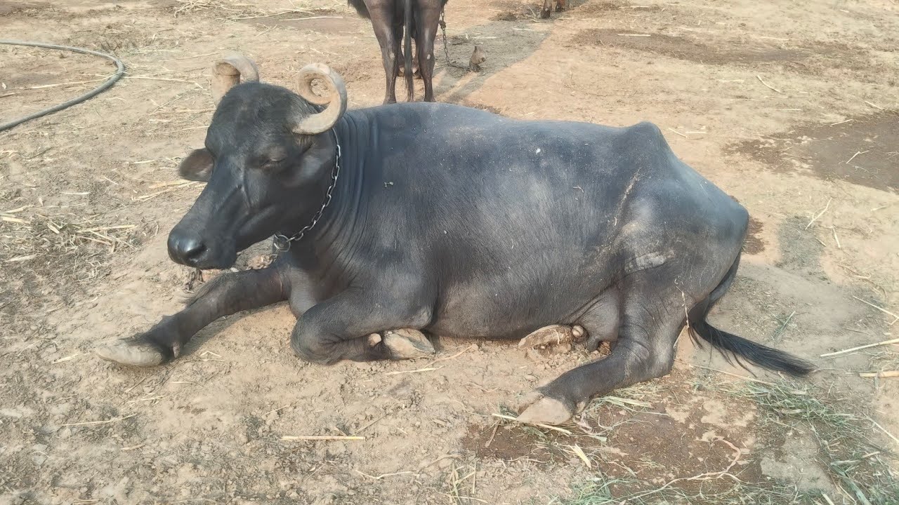 buffalo super videos | Amazing Buffalo |buffalo wildlife l Buffalo Videos #wildlife​​​​ #farming​​​​