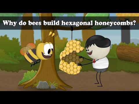 Why do bees build hexagonal honeycombs? | #aumsum #kids #science #education #children