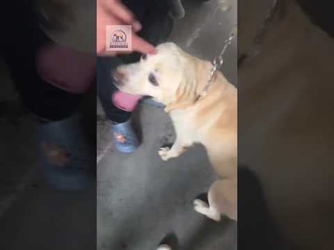 Video: Cum un activist Yulin a salvat viața acestui câine