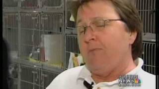 Free Spay and Neuter for Cats