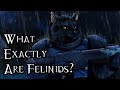 What Exactly Are Felinids? - 40K Theories