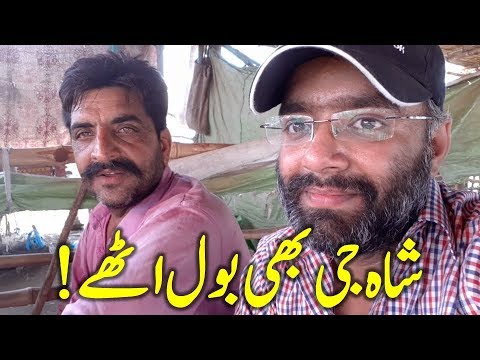 SHAH G B BOL UTHAY - Makhi Cheena - Teddy Goat - Baali Shah - Shahpur Kanjra Lahore Bakra Mandi bakra mandi pakistan 2018 latest