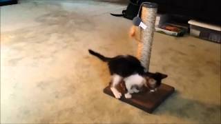 Slinky the kitten playing with a treat
Our new kitten Slinky is playing with a Temptations treat. Slinky the kitten playing with a treat