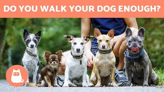 How Often Should You WALK YOUR DOG - Daily Exercise Tips