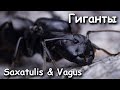 Гиганты среди муравьёв | Camponotus Saxatilis & Vagus | Колония с нуля