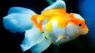 beautiful clown fish aquarium \& relaxing music in 4k - sleep meditation...