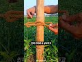 대나무 고정의 신