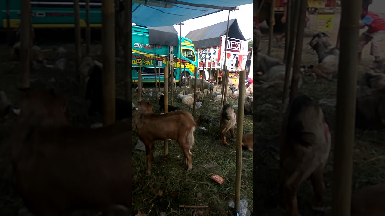 kambing 