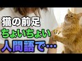 猫が前足で「ちょいちょい」してくるのはなぜ？その深い意味と本音11選