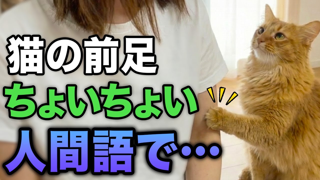 猫が前足で「ちょいちょい」してくるのはなぜ？その深い意味と本音11選