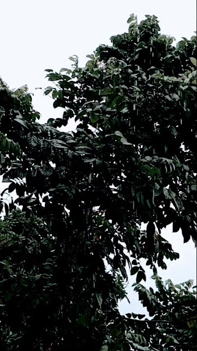 Angin Pujaan Hujan | Payung Teduh