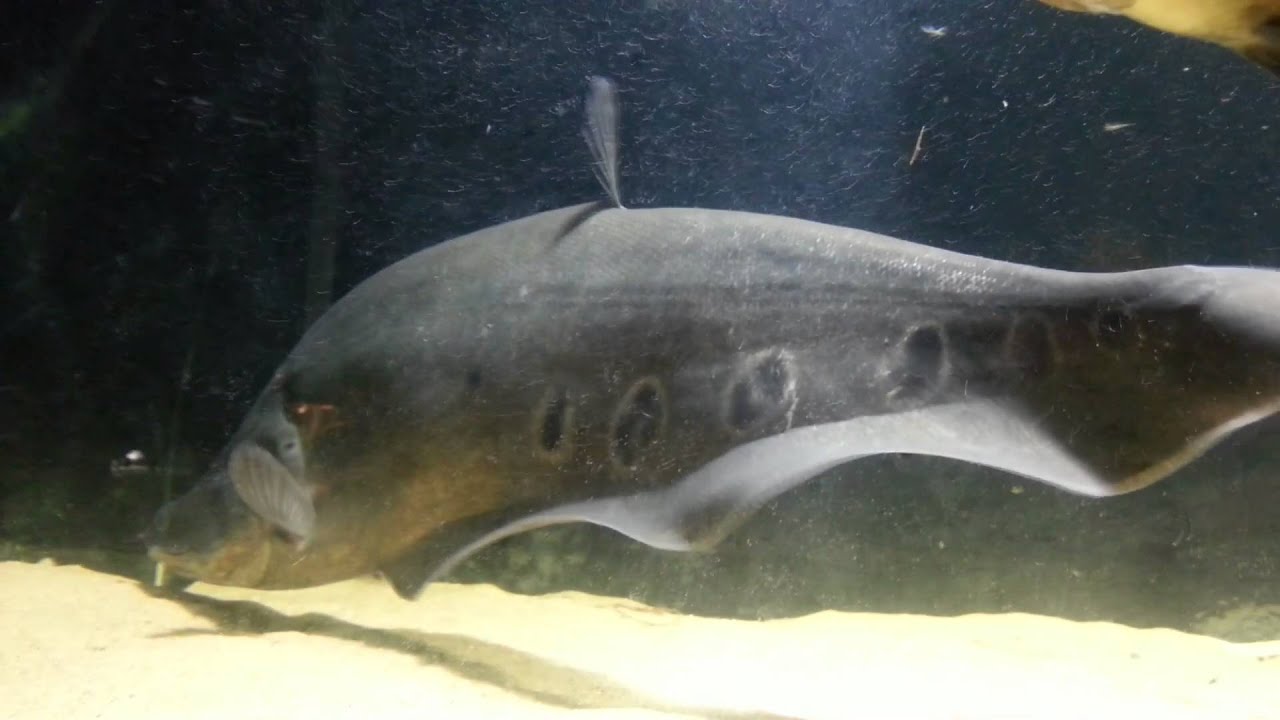 Индийский нож. Notopterus chitala. (04.01.2016)