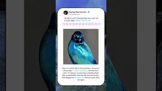 Why Blue Birds Are Actually NOT Blue! 🐦 #Science #Nature #facts
