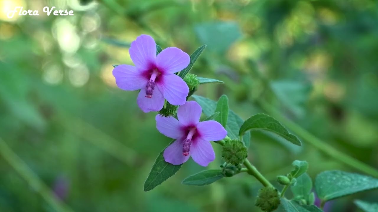 Peaceful Flower Garden with Positive Piano Music🌿🌸