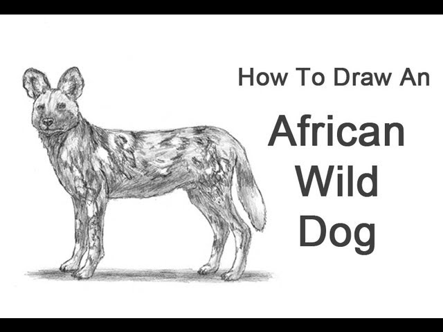 How To Draw An African Wild Dog - Youtube