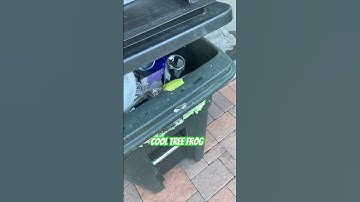 We Found A Tree Frog Catching Bugs In The Trashcan & Drinking Coronas #shorts #frog #yourubeshorts