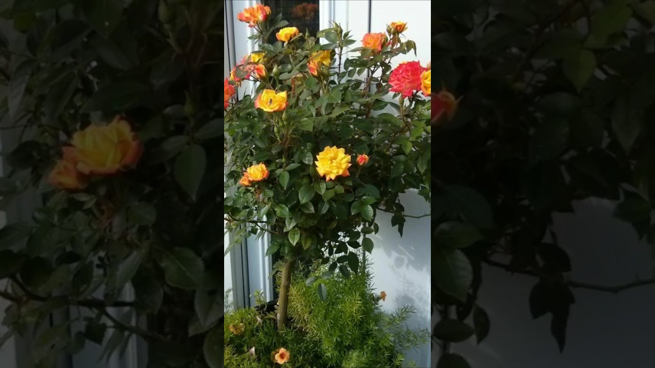 Easy and Simple way to grow Multi color Rose🌹 flower plant from cutting! #gardenscapes #roseplant
