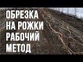 Виноград в теплице. Формировка  на рожки .