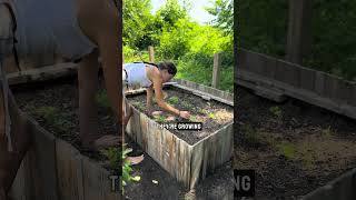 How to thin your 🥕 #gardening #gardentips #homestead #carrots