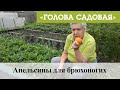 Голова садовая - Апельсины для брюхоногих