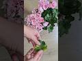 СРОЧНО налей в герань, чтобы ушла в ЗИМУ здоровая, крепкая и был пышный куст
