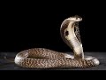 King Cobra Explained | Facts About the World’s Most Dangerous Snake