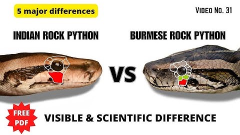 Indian rock python vs Burmese rock python (Detailed difference) भारतीय अजगर और बरमीज़ अजगर मे अंतर