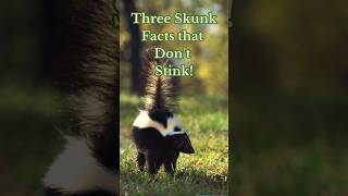 Some Facts Don’t Stink! Skunk Facts! #facts #skunks #animals #shorts