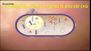 Sự nhân lên của vius trong tế bào chủ