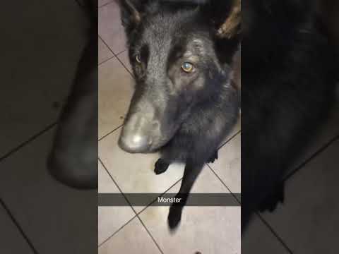 Wolf hybrid raw