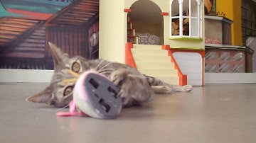 SmartyKat® Racin Rascal™ electronic cat toy