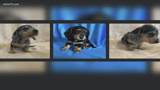 FOCUS: Puppy scams are on the rise