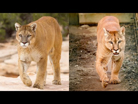 Video: Florida cougar: beskrivning och foto