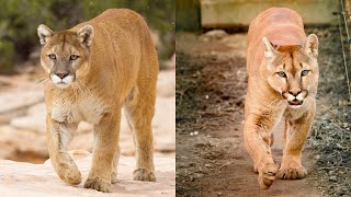 Are Mountain Lions And Cougars Same Species ? | Wildlife Documentary