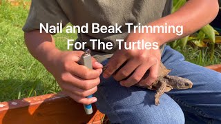 Nail and Beak Trimming for the Turtles