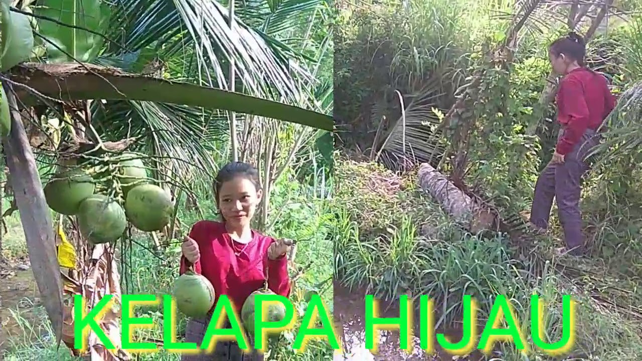 Khasiat Kelapa hijau sungguh menakjubkan 
