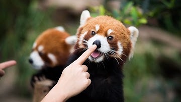 Red Panda (Facts You Didn