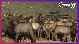 EAT with the ELK  Watch these big bucks feast at Oak Creek Wildlife Area