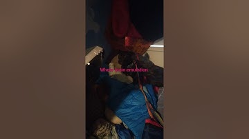 whole brain emulation