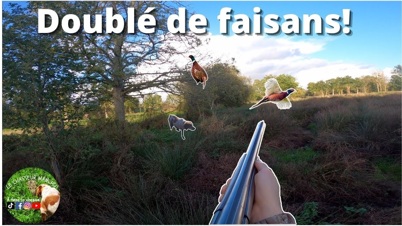 Chasse aux faisans - Le blog du C.A.B.S