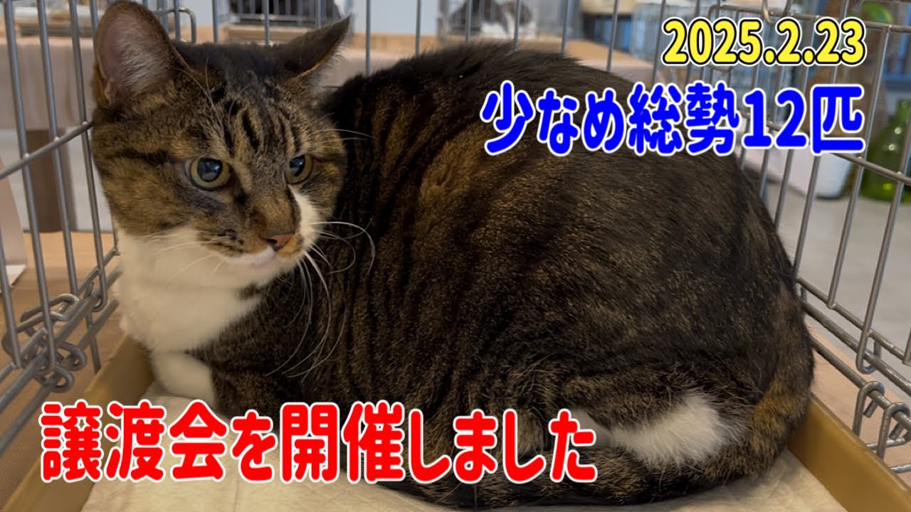 今年初！少なめの頭数で譲渡会を開催しました - YouTube