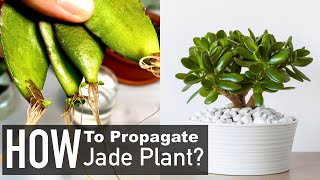 Jade Plant Propagation from Cuttings (Crassula Ovata)