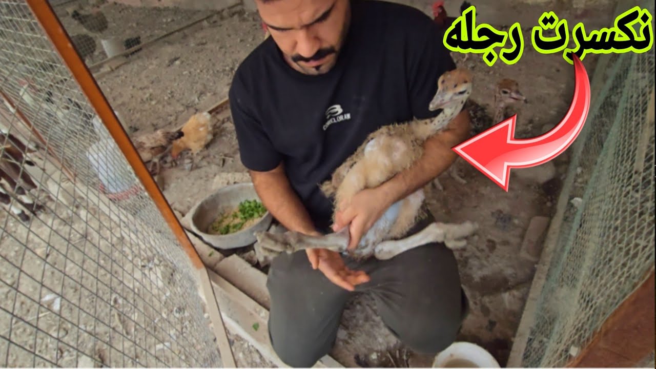 اخر فديو في المزرعة /نكسرت رجل النعامة 😭